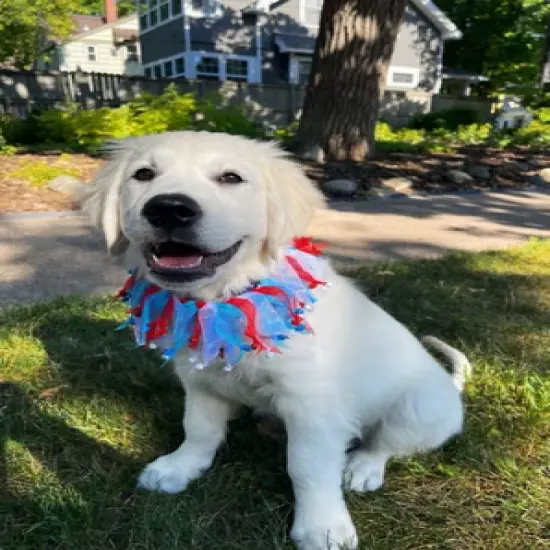 Midlee 4th of July Decorative Dog Bell Collar image {4}