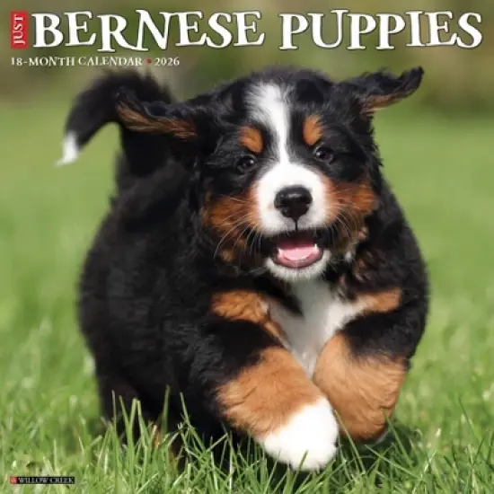 Willow Creek Press 2026 Bernese Mountain Puppies Wall Calendar image {5}