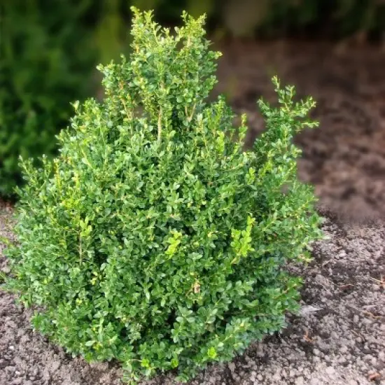 National Plant Network Outdoor Live Wintergreen Boxwood Plant - 1ct 1gal image {6}