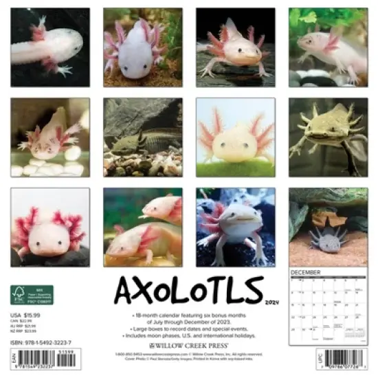 Willow Creek Press 2024 Wall Calendar 12"x12" Axolotls image {1}