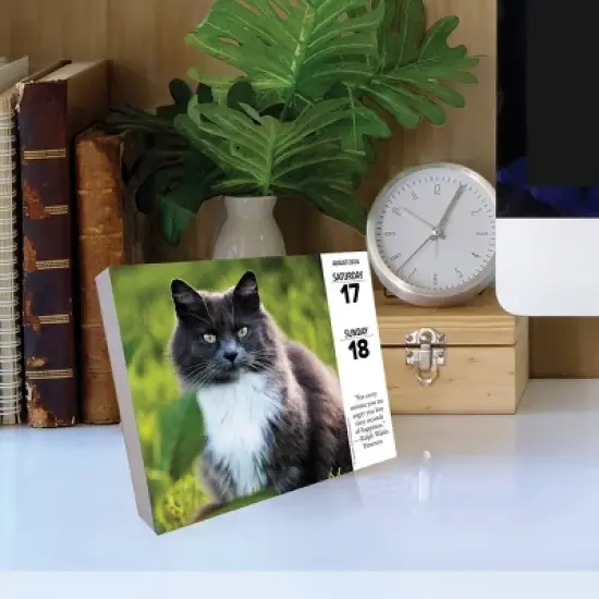 Willow Creek Press 2024 Daily Desk Calendar 5.2"x6.2" Cats image {3}