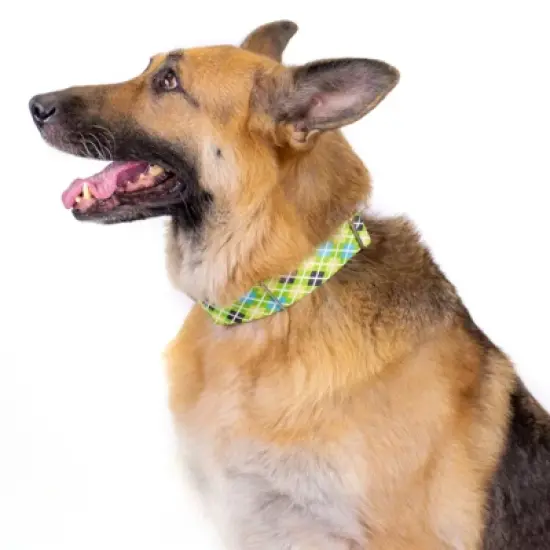 Country Brook Petz Margarita Argyle Martingale Dog Collar image {4}
