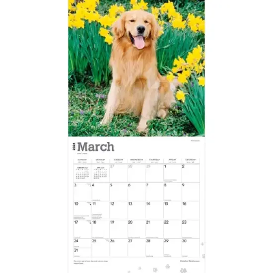 Browntrout 2024 Wall Calendar 12"x12" Golden Retrievers Foiled image {2}