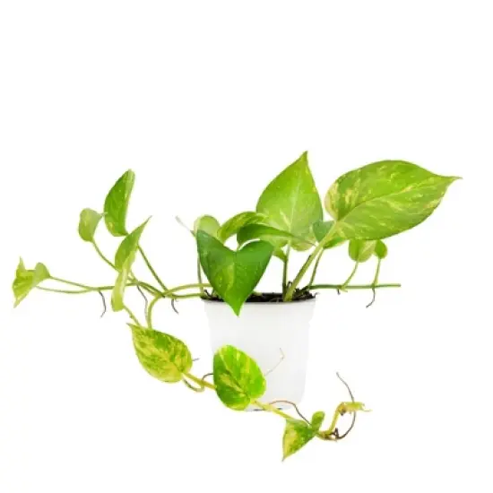 3pc 'Variegated' Pothos - National Plant Network image {2}