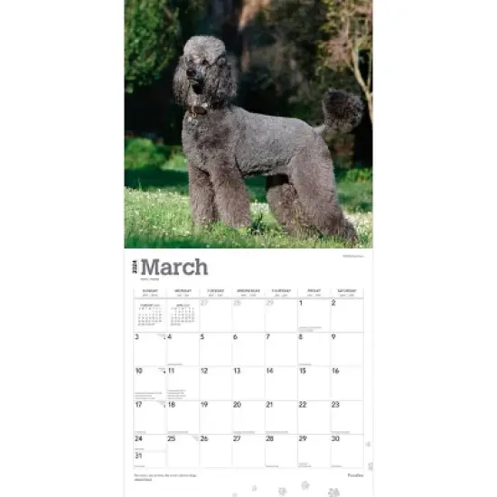 Browntrout 2024 Wall Calendar 12"x12" Poodles image {2}