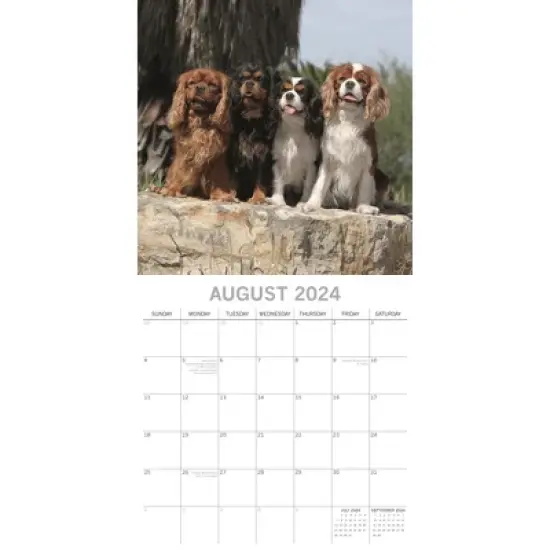 The Gifted Stationery 2024 Square Wall Calendar, Cavalier King Charles Spaniels, 16-Month Animals Theme with 180 Stickers (12 x 12 In) image {2}