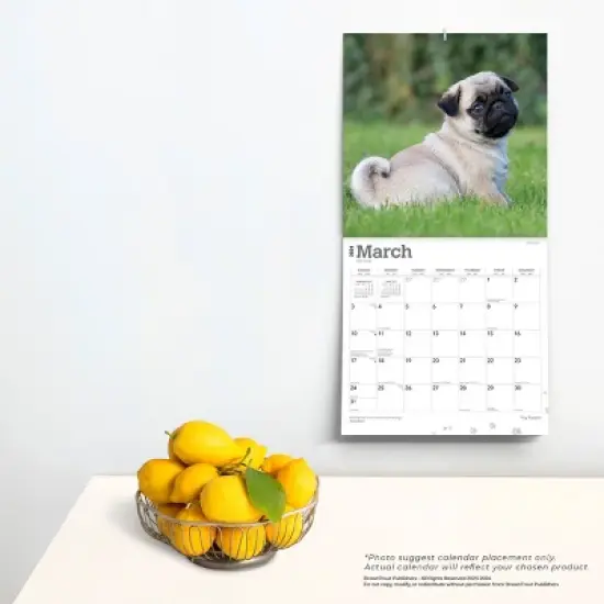 Browntrout 2024 Wall Calendar 12"x12" Pug Puppies image {3}