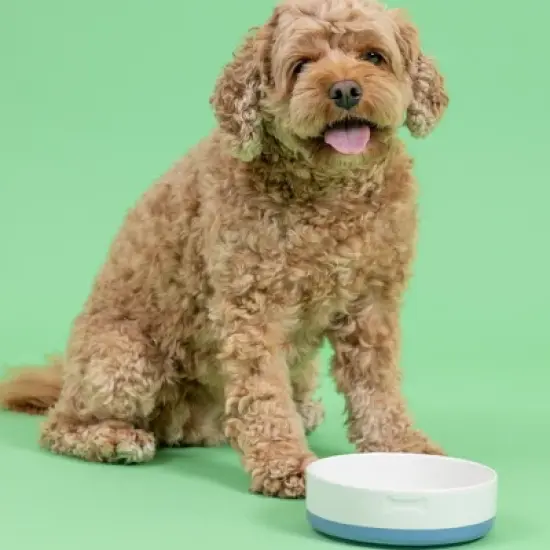 Mason Cash: Speckle Dip Dog Bowl, 5.9", 15.2oz, Blue, Cream, Bone, Food & Water Dish image {2}