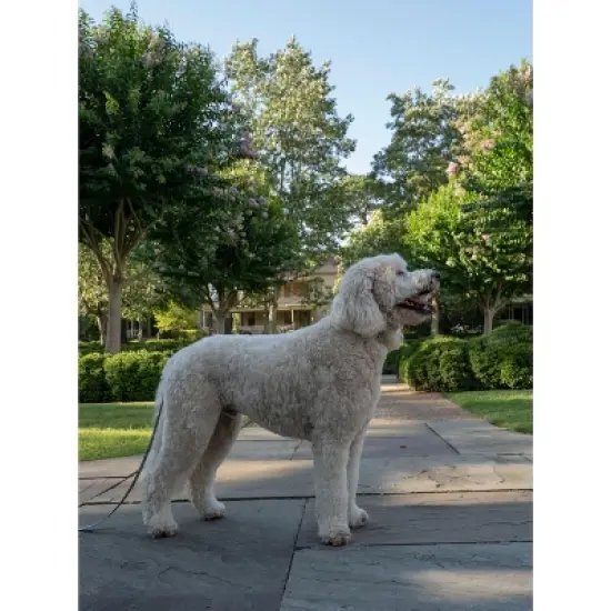 Country Brook Petz Deluxe Bright Paisley Dog Collar and Leash image {1}