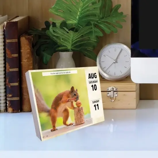 Willow Creek Press 2024 Daily Desk Calendar 5.2"x6.2" Gettin' Squirrelly image {3}
