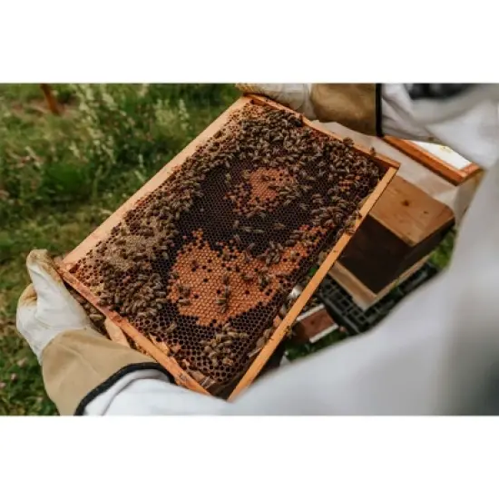 Harvest Lane Honey Beekeeping Jacket, Protective Beekeeper Clothing with 4 Pockets and Fencing Veil Bug Net Hat, Unisex Sizing, Large image {3}