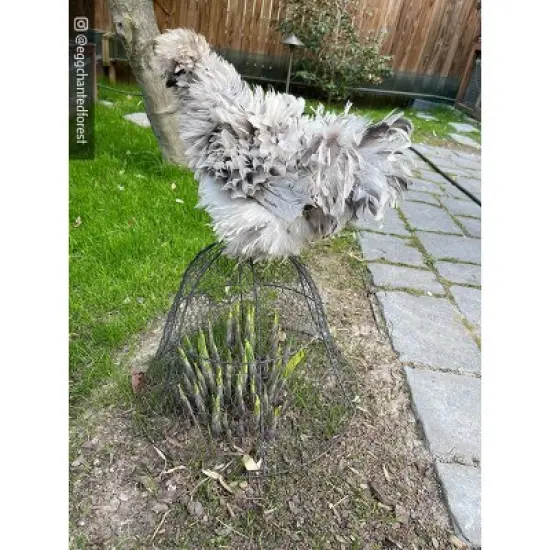 Gardener&rsquo;s Supply Company Sturdy Chicken Wire Cloche Plant Protector & Cover | Sturdy Metal Cage Garden Protection for your Plants and Seedlings | No image {3}