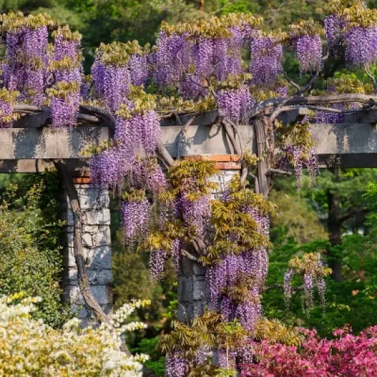 Wisteria 'Amethyst Falls' 1pc U.S.D.A. Hardiness Zones 5-9 National Plant Network 2.5qt image {1}