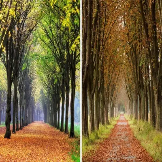 6" Double Sided Autumn Footpath Canvas Room Divider Green - Oriental Furniture image {3}