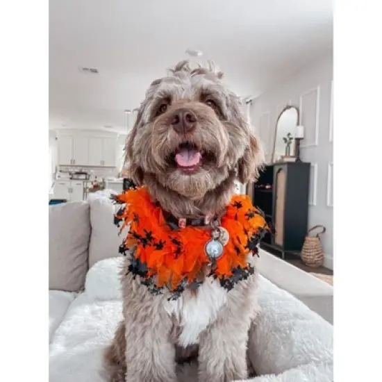 Midlee Witch Halloween Decorative Dog Collar image {4}