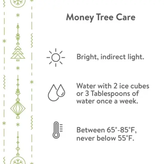 Live 5" Money Tree Houseplant in Evi Pottery Planter image {2}