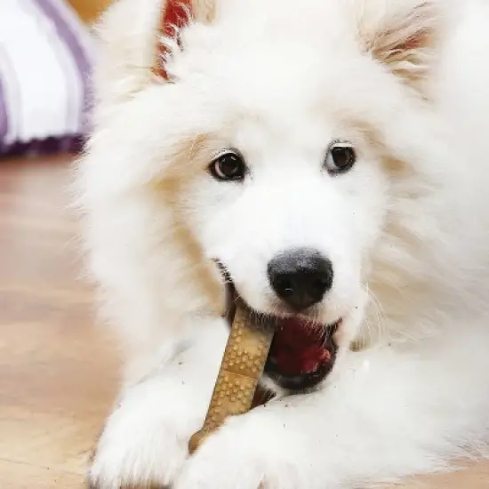 Nylabone Natural Medium Nubz Chicken Flavored Chewy Dental Treats Dog Treats - 12ct image {3}