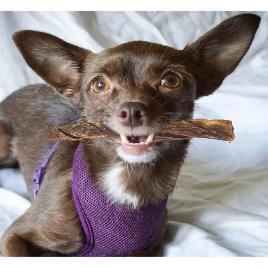 Pawstruck 5" Junior Beef Gullet Bully Sticks for Dogs & Puppies Natural Odorless Jr. Esophagus Treat - Joint Health Mini Thin Jerky Chew Steer Stix image {5}