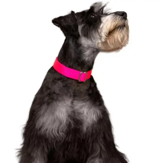 Country Brook Petz Premium Nylon Dog Collar image {13}