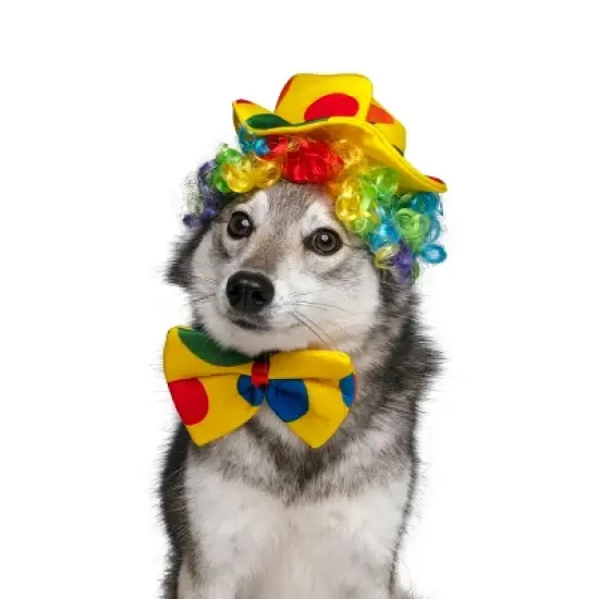 Midlee Clown Dog Costume Hat Wig & Bowtie image {2}