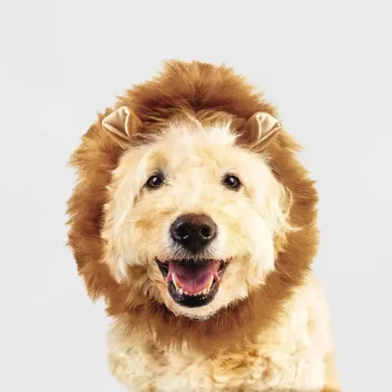 Lion Halloween Dog and Cat Headwear - Boots & Barkley&trade; image {5}