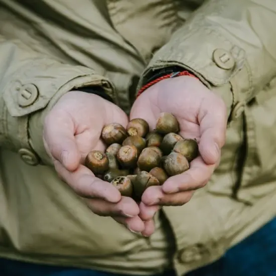 2.25gal Nutall Oak Tree - National Plant Network image {3}