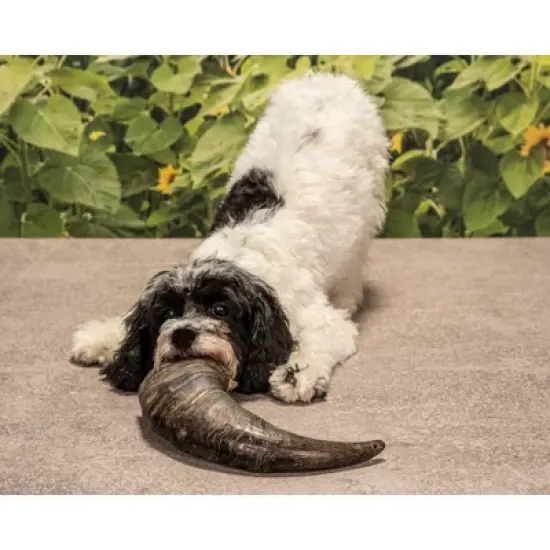Buffalo Hornz Natural Water Buffalo Horn Chew Dog Treat Medium - 1ct image {2}