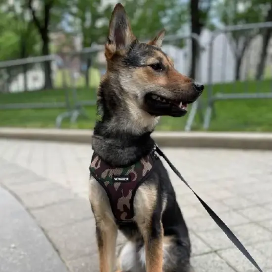 Voyager Air Frontier Adjustable Dog Harness and 6ft Leash Combo,Breathable Mesh image {6}