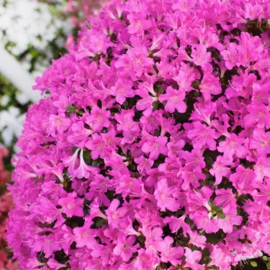 2.5qt Mildred Azalea Plant with Purple Blooms - National Plant Network image {3}