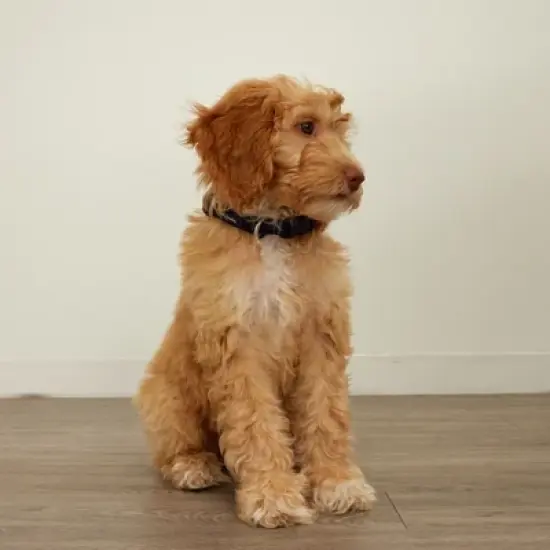 Vera Bradley Women's  Pet Collar, Large image {2}