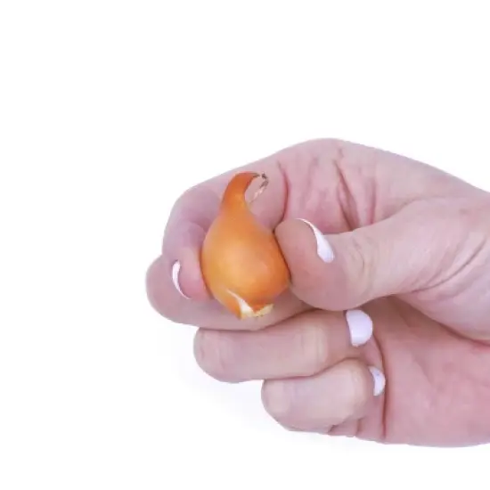 50ct Tulips Little Treasures Collection Bulb Set - Van Zyverden image {3}