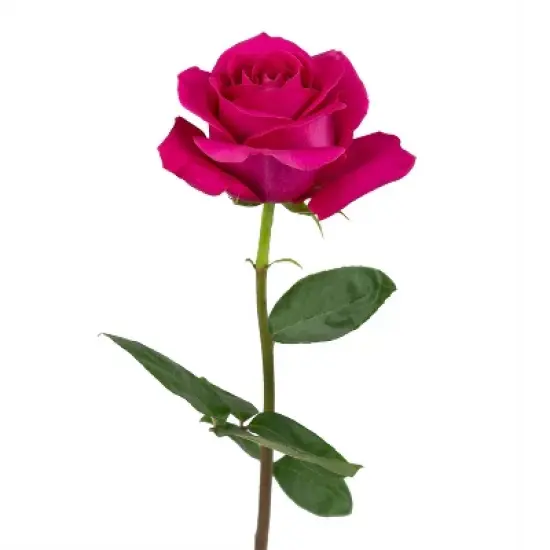 Fresh Cut Roses - 100 Stems image {4}