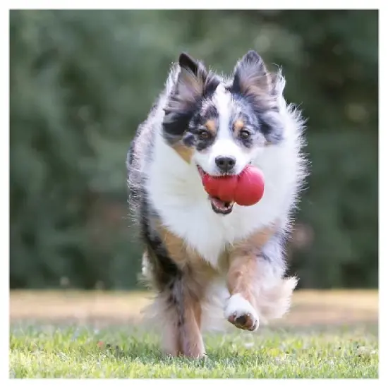 KONG Refillable Classic Chew Dog Toy - Red image {4}