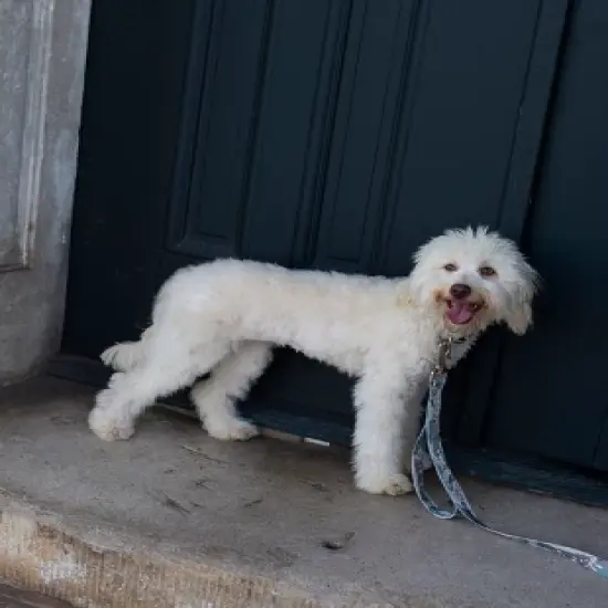 Country Brook Petz 1 1/2 Inch Mountain Viper Camo Martingale Dog Collar image {1}