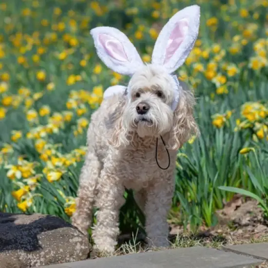 Midlee White Bunny Ears for Dogs with Tail image {5}
