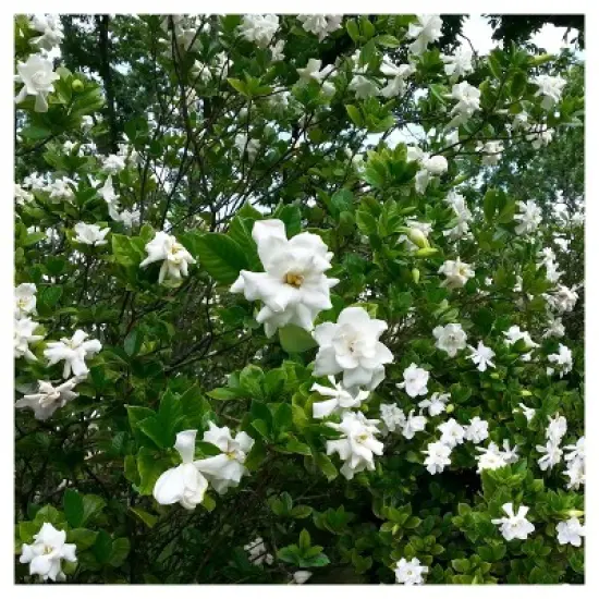 Gardenia 'August Beauty' Cottage Hill - U.S.D.A. Hardiness Zones 7-11 image {2}