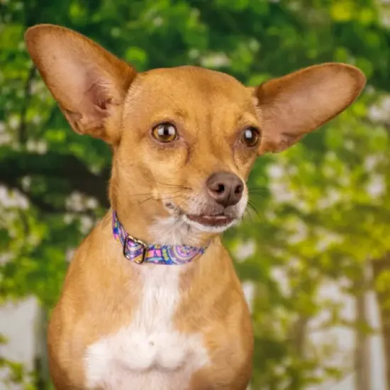 Country Brook Petz Deluxe Dog Collar - Groovy Collection image {1}