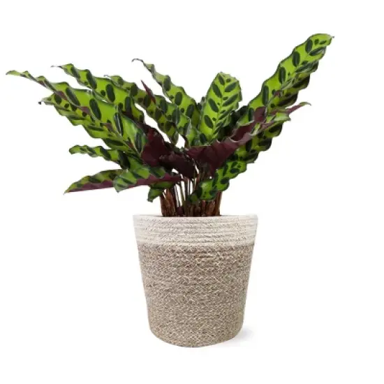 Live 5" Rattlesnake Calathea Houseplant in Cream Jute Planter image {6}