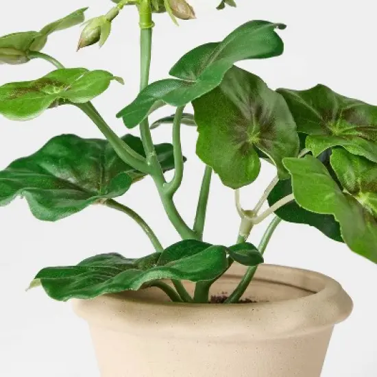 Set of 3 Geranium Potted Arrangements - Threshold&trade; designed with Studio McGee image {3}