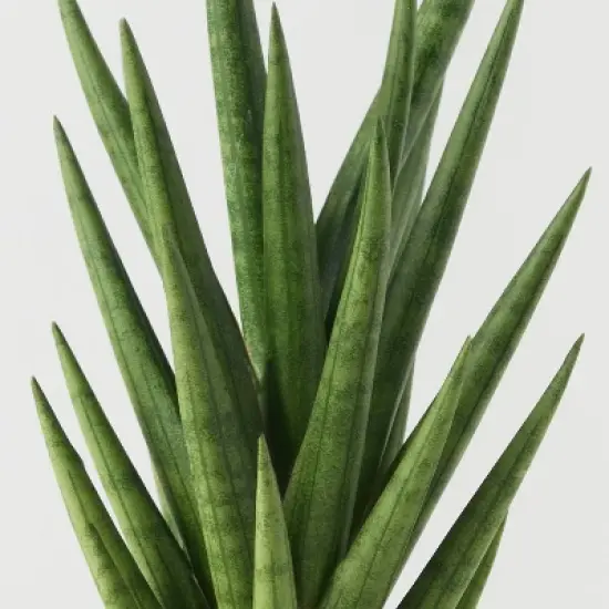 Pumped for Fall Brown Live Houseplant - Good Little Garden&trade; image {1}