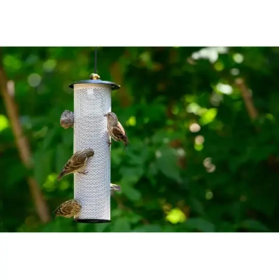 Birds Choice 11" Modern Farmhouse Finch Feeder Bird House White image {4}