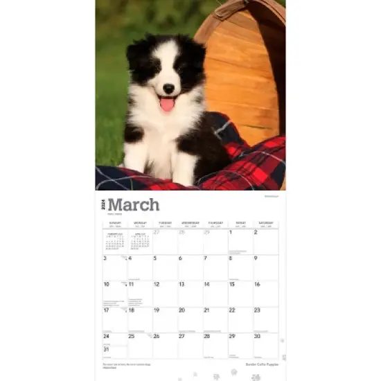 Browntrout 2024 Wall Calendar 12"x12" Border Collie Puppies image {2}