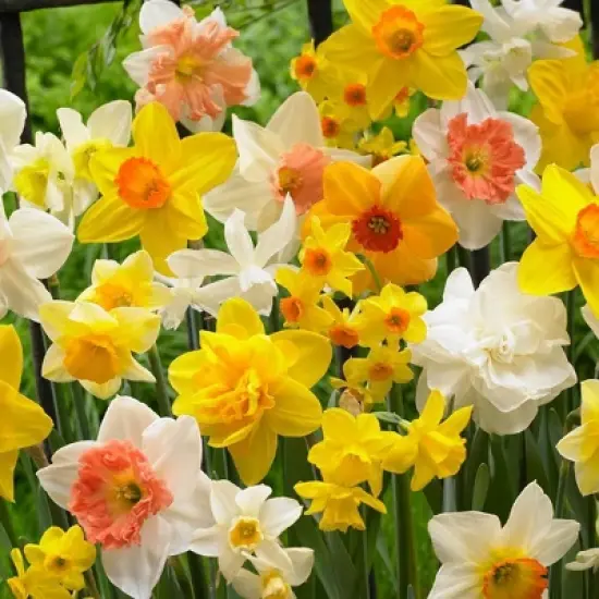 Van Zyverden 15ct Bulbs Narcissus Daffodils Kitchen Sink Mixture image {4}