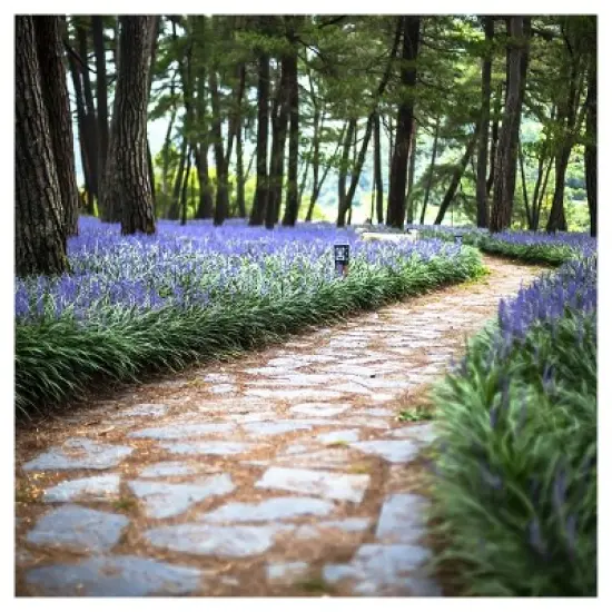 Liriope 'Big Blue' 1pc - National Plant Network - U.S.D.A. Hardiness Zones 5 - 10 image {3}