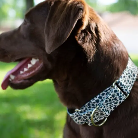 Country Brook Petz HossFit Jr Wide Martingale Dog Collar - Animal Print Collection image {1}