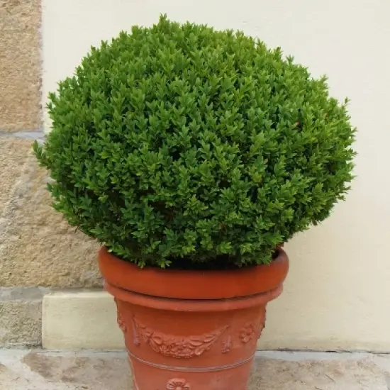 National Plant Network Outdoor Live Wintergreen Boxwood Plant - 1ct 1gal image {4}