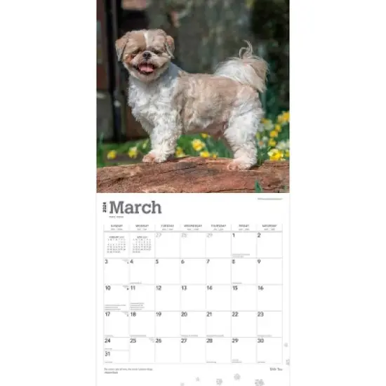 Browntrout 2024 Wall Calendar 12"x12" Shih Tzu Dog image {2}