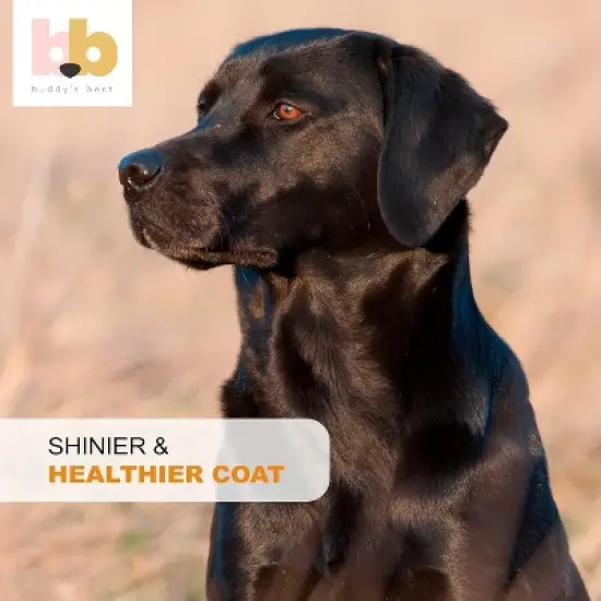 Buddy's Best Salmon Oil for Dogs & Cats - Pump Bottle, 100% Pure Norwegian Fish Oil, Virtually Odorless image {4}