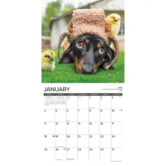 Willow Creek Press 12"x12" 2026 Dachshund Rules Wall Calendar image {2}