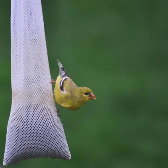 C & S Products Thistle Sack Bird Feeder, White image {2}